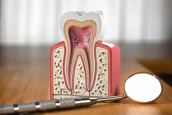 Tooth anatomy model showing internal structure and nerves, used for explaining root canal treatment to children.